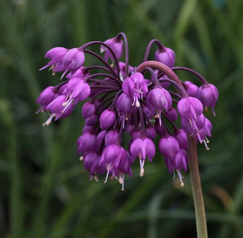 Purple Cernuum Flower Seeds