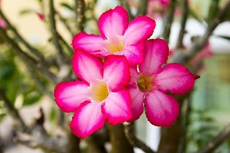 pink adenium flower seeds
