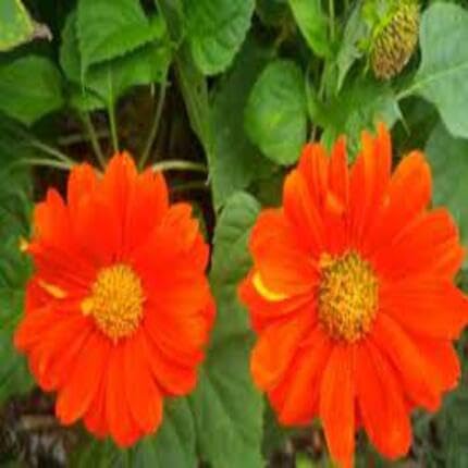 Orange Tithonia diversifolia Flower Seeds