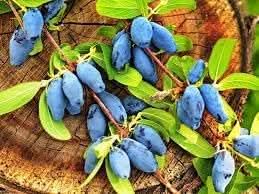 haskap fruit for planting hardy berry laden shrubs nutrient rich berries heirloom Fruit seeds