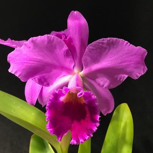 Cattleya Flower Seeds