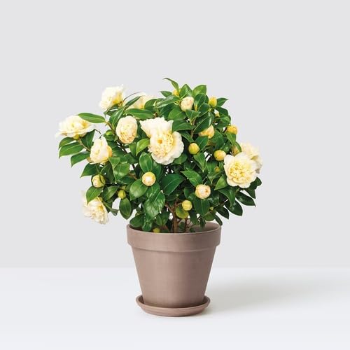 Purple Light Schrankia Uncinata Flower Seeds