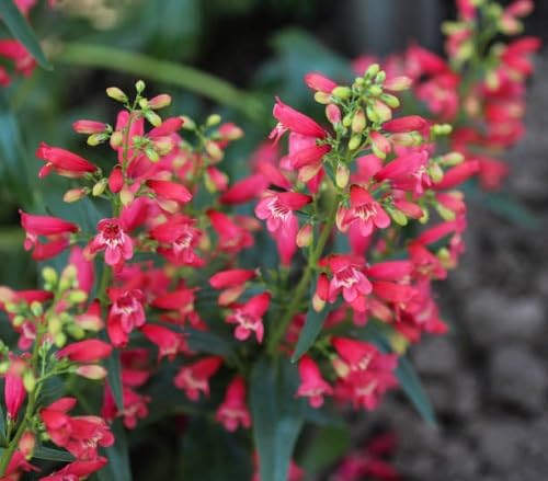 Red Penstemon Flower Seeds