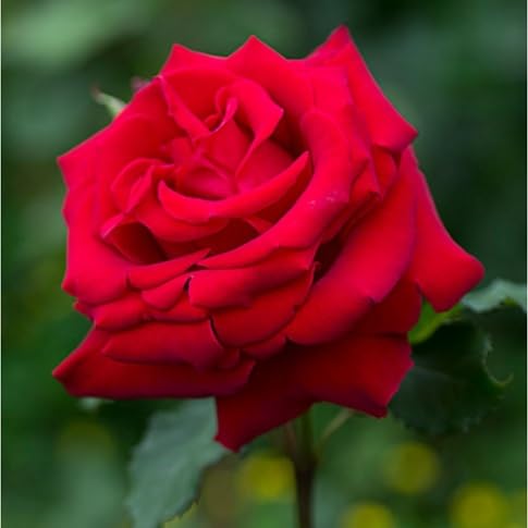 Rose Flower Seeds