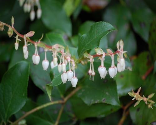 White Gaultheria Shallon Flower Seeds