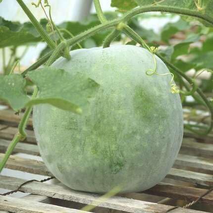 ash Gourd Green vegetable seeds for Home Gardening, Natural Farm Fresh Gardening Choice for kitchen garden planting