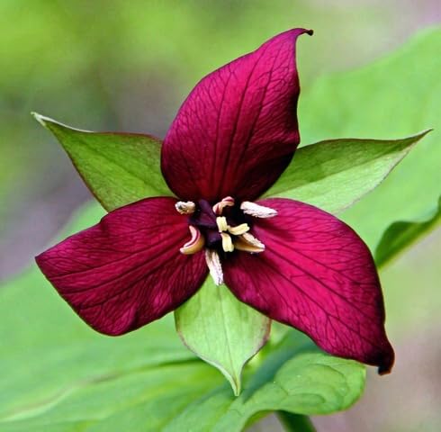 red trillium grandiflorum flower
