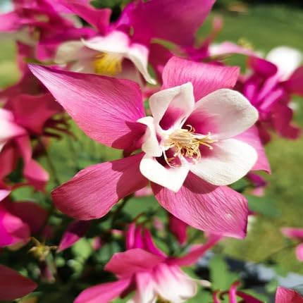 Pink White Aquilegia Flower Seeds