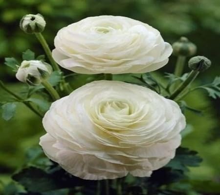 Asiaticus Flower Seeds