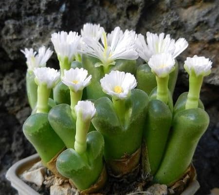 Red Zygocactus truncatus Flower Seeds