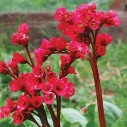 Red Bergenia Flower Seeds
