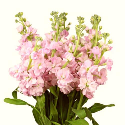 Pink Light Gladiolus Flower Seeds