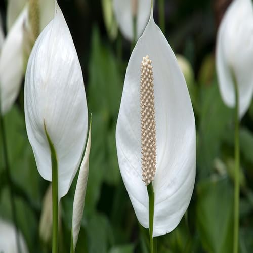 White Spathiphyllum Flower Seeds