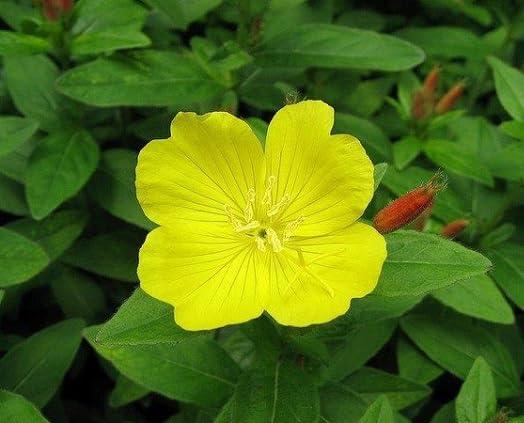 Yellow Oenothera Flower Seeds