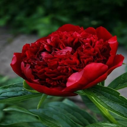 Peony Flower Seeds