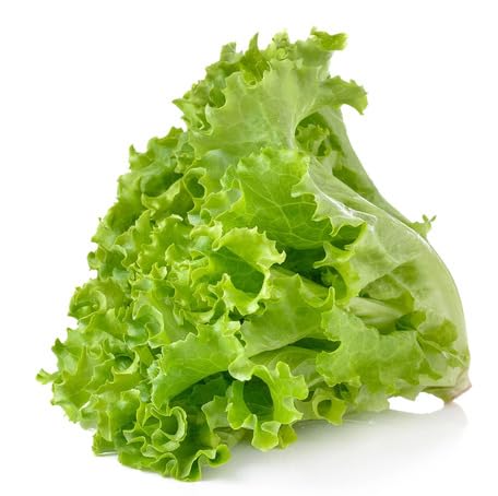 green lettuce vegetable seeds