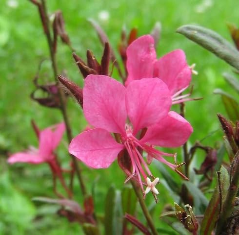Pink Oenothera lindheimeri Flower Seeds