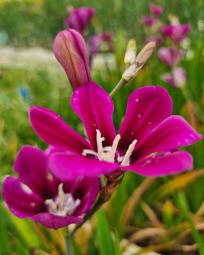 Sparaxis Flower Seeds