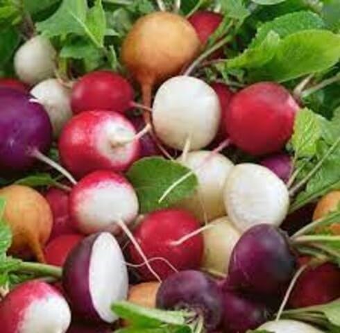 Mixed Radish vegetable seeds for Home Gardening, Easy Grow Culinary Garden Selection for kitchen garden planting