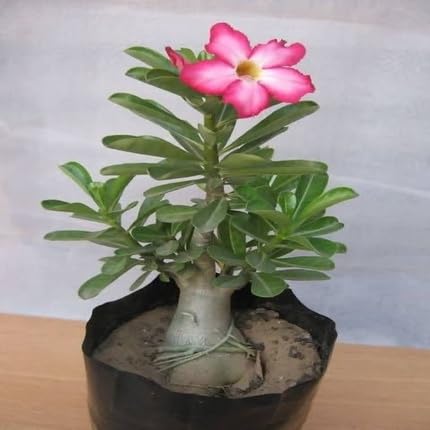 Pink White Adenium Flower Seeds