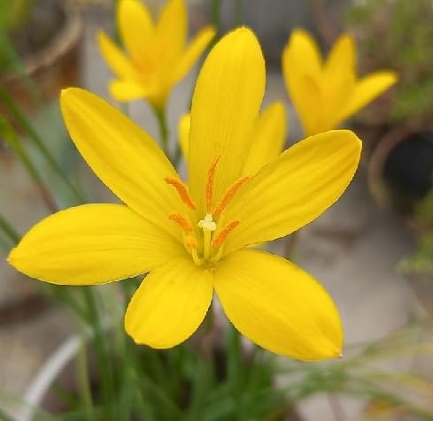 Zephyranthes Flower Seeds