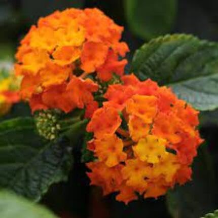 Orange Lantana Flower Seeds