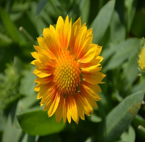 Yellow Gaillardia Flower Seeds