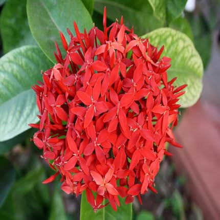 red ixora flower seeds