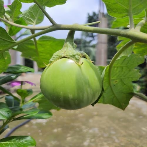 Green Eggplant vegetable seeds - Heirloom, Organic, Non Gmo Garden Seeds for kitchen garden planting
