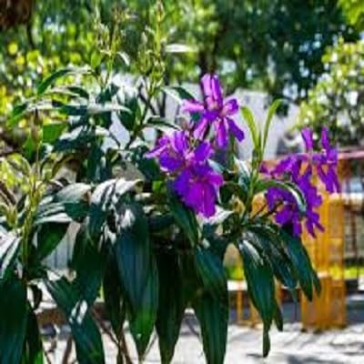 Tibouchina Granulosa Flower Seeds