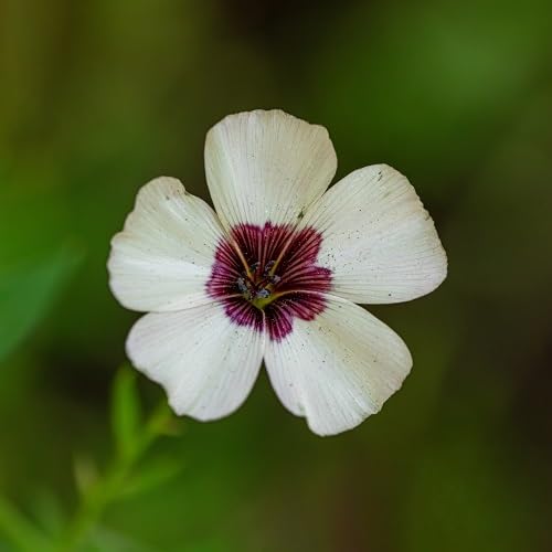 white linum grandiflorum flower