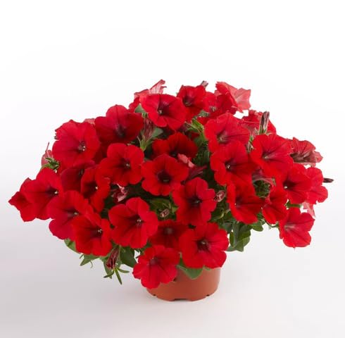 Red Petunia Flower Seeds 