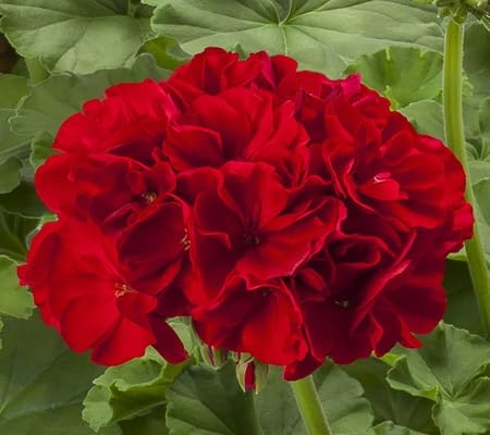 Geranium Flower Seeds