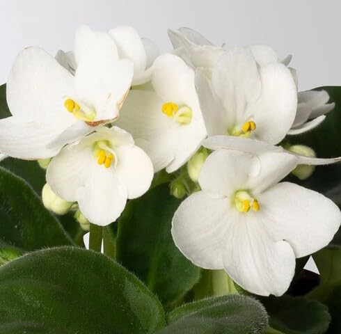White Saintpaulia Flower Seeds