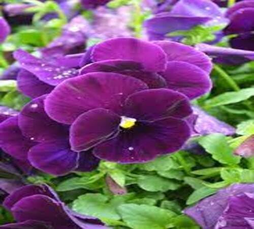 Violet Giant Pansy Flower Seeds