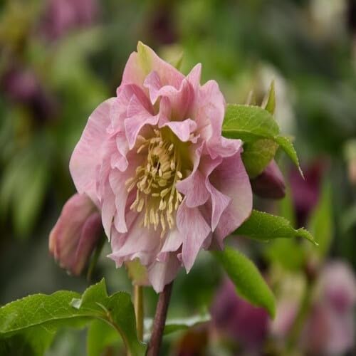 Pink Double Hellebore Flower Seeds