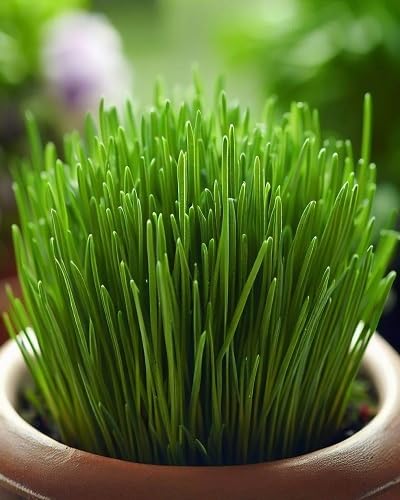 Chives vegetable seeds Green vegetable seeds for Home Gardening, Fresh Seasonal Vegetable Planting for kitchen garden planting