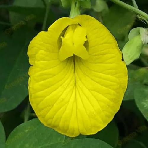 Yellow Aparajita Flower Seeds
