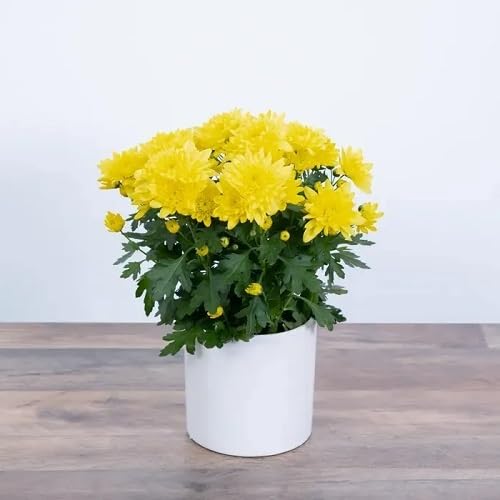 Yellow Chrysanthemum Flower Seeds