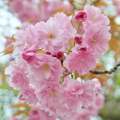 Pink Prunus Serrulata Flower Seeds