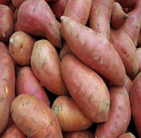 Brown Sweet Potato Vegetable Seeds Heirloom, Non-GMO for Home Garden Planting