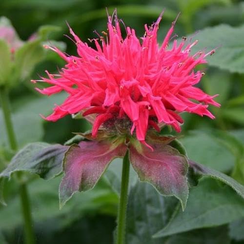Pink Monarda Flower Seeds