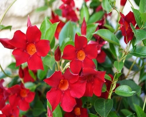 Red Mandevilla Flower Seeds