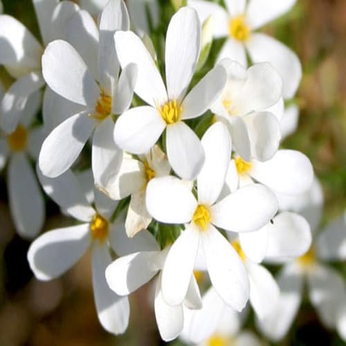 White Leptosiphon Flower Seeds