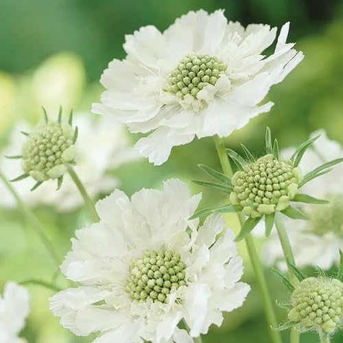 Scabiosa Flower Seeds