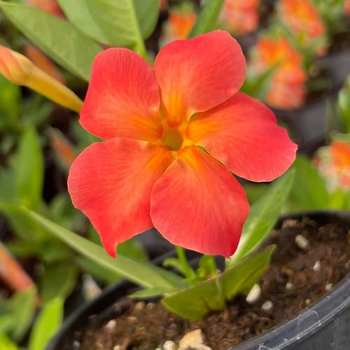 Orange Dipladenia Flower Seeds