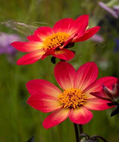 Red Kantola ,red vegetable seeds - Heirloom, Organic, Non Gmo Garden Seeds for kitchen garden planting