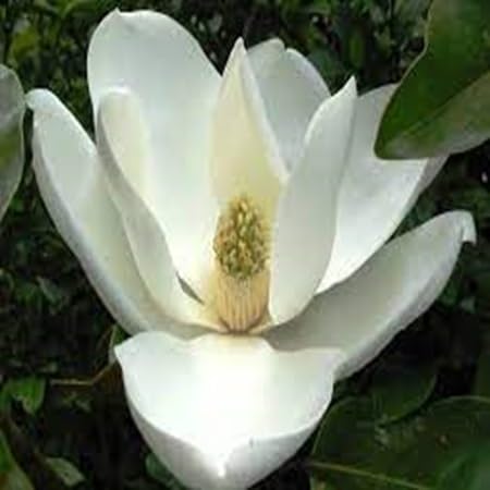 Magnolia laevifolia Flower Seeds