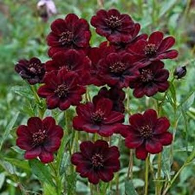 atrosanguineus Flower Seeds