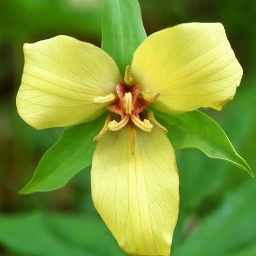 Yellow Trillium Flower Seeds